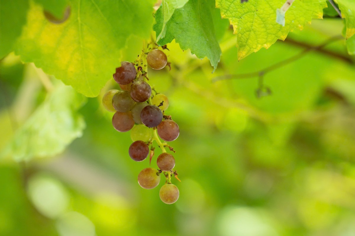 Bon Bon Farm - Mô hình nông nghiệp gắn với du lịch trải nghiệm tiêu biểu trên cao nguyên Mộc Châu