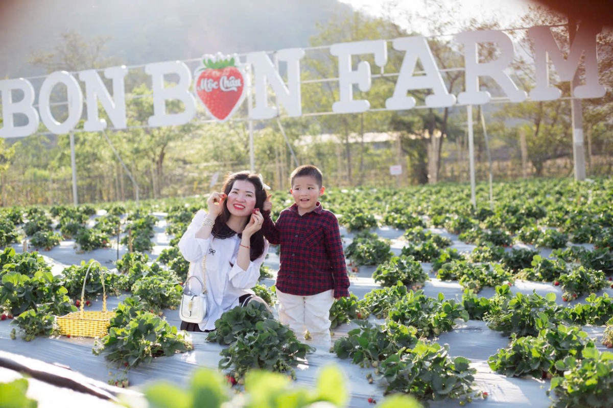 Bon Bon Farm - Mô hình nông nghiệp gắn với du lịch trải nghiệm tiêu biểu trên cao nguyên Mộc Châu