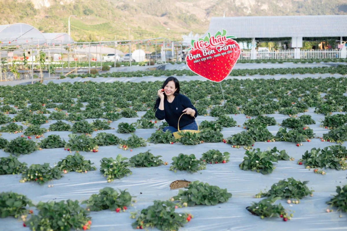 Bon Bon Farm - Mô hình nông nghiệp gắn với du lịch trải nghiệm tiêu biểu trên cao nguyên Mộc Châu