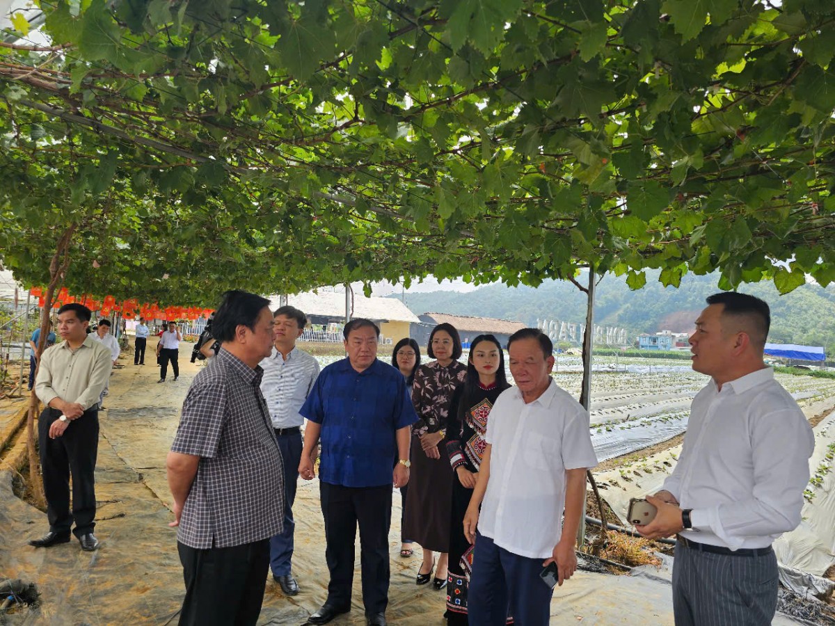 Bon Bon Farm - Mô hình nông nghiệp gắn với du lịch trải nghiệm tiêu biểu trên cao nguyên Mộc Châu