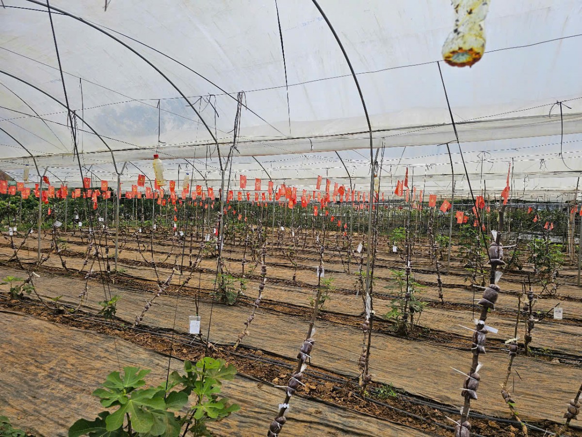 Bon Bon Farm - Mô hình nông nghiệp gắn với du lịch trải nghiệm tiêu biểu trên cao nguyên Mộc Châu