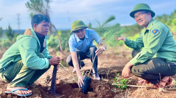 Gia Lai: Tăng tốc trồng rừng, hướng tới mục tiêu hơn 16.000 ha trong năm 2025