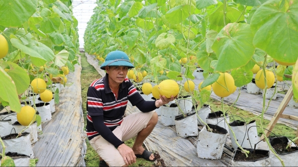 Chuyển đổi cây trồng theo hướng hiện đại giúp nông dân làm giàu