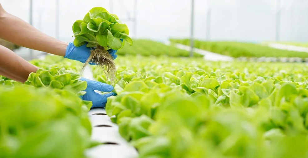 Ra mắt nền tảng đào tạo trực tuyến về nông nghiệp hữu cơ