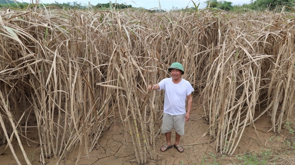 Bão Bualoi cuốn phăng tiền tỉ của người nông dân trồng mía