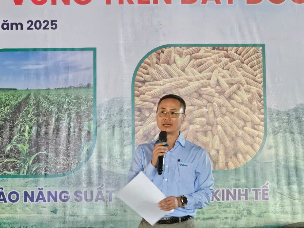 Canh tác ngô bền vững trên đất dốc tại các tỉnh vùng cao Tây Bắc