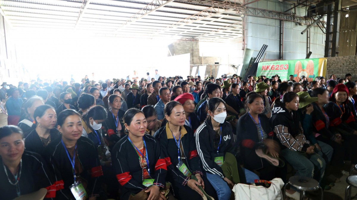 Canh tác ngô bền vững trên đất dốc tại các tỉnh vùng cao Tây Bắc