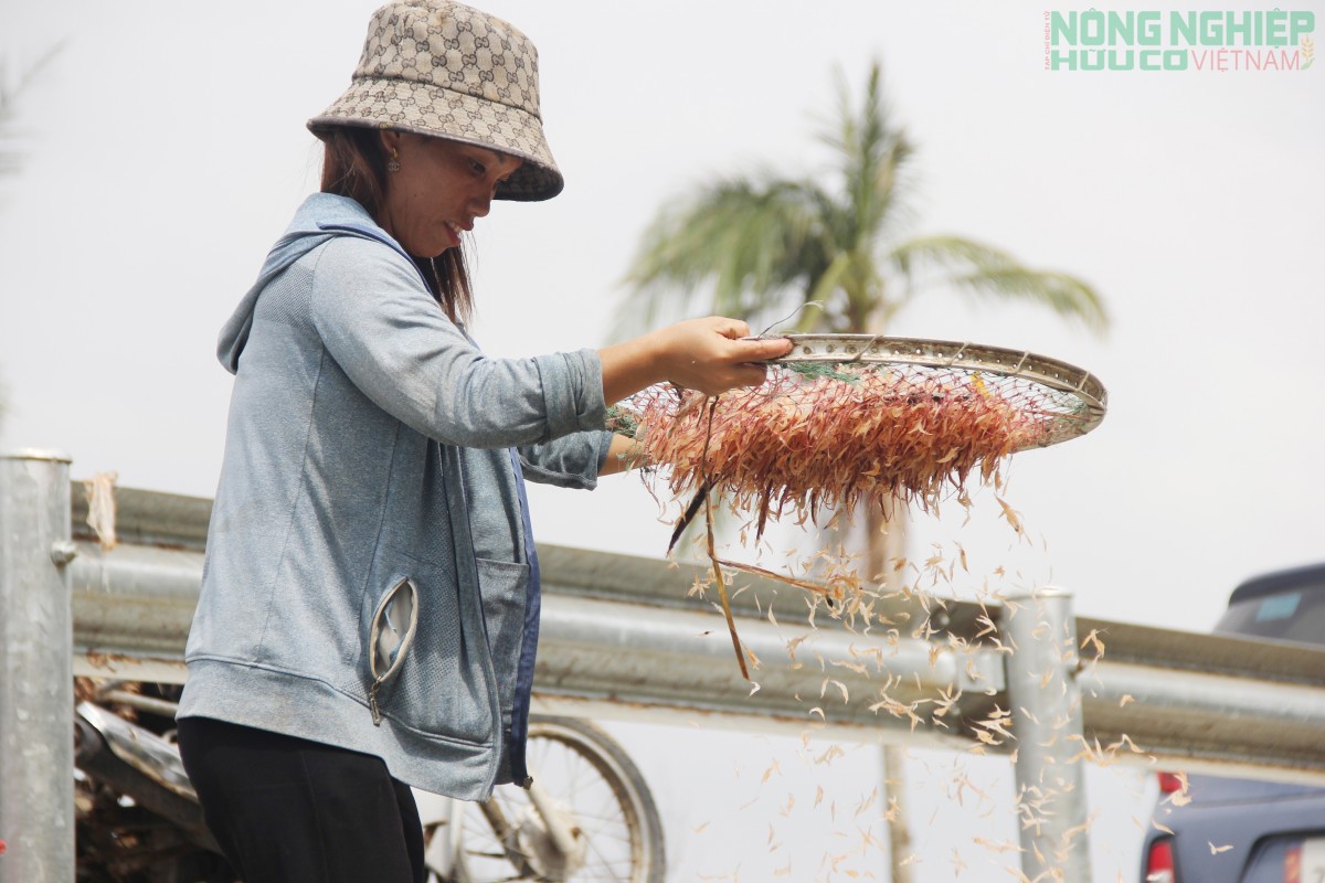 Ra khơi săn ruốc từ 3h sáng, ngư dân kiếm tiền triệu mỗi ngày Ra khơi săn ruốc từ 3h sáng, ngư dân kiếm tiền triệu mỗi ngày