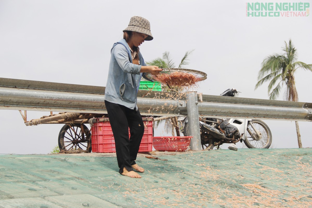 Ra khơi săn ruốc từ 3h sáng, ngư dân kiếm tiền triệu mỗi ngày Ra khơi săn ruốc từ 3h sáng, ngư dân kiếm tiền triệu mỗi ngày