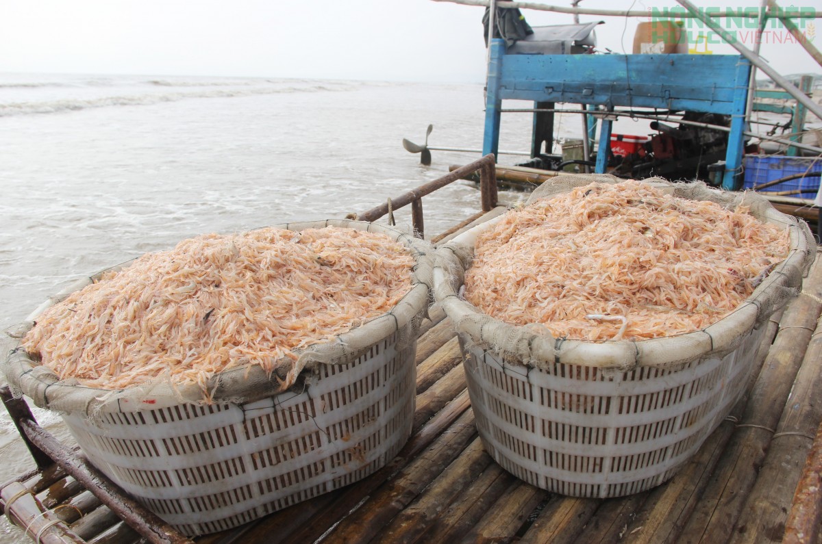 Ra khơi săn ruốc từ 3h sáng, ngư dân kiếm tiền triệu mỗi ngày Ra khơi săn ruốc từ 3h sáng, ngư dân kiếm tiền triệu mỗi ngày