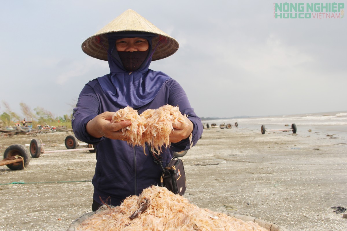 Ra khơi săn ruốc từ 3h sáng, ngư dân kiếm tiền triệu mỗi ngày Ra khơi săn ruốc từ 3h sáng, ngư dân kiếm tiền triệu mỗi ngày