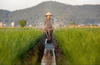 Ngành trồng trọt đặt mục tiêu đến năm 2035 sẽ góp phần giảm ít nhất 15% lượng phát thải khí nhà kính Ngành trồng trọt đặt mục tiêu đến năm 2035 sẽ góp phần giảm ít nhất 15% lượng phát thải khí nhà kính