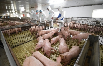 An toàn sinh học: “Khóa chặt” rủi ro dịch bệnh để giữ nhịp tăng trưởng chăn nuôi An toàn sinh học: “Khóa chặt” rủi ro dịch bệnh để giữ nhịp tăng trưởng chăn nuôi