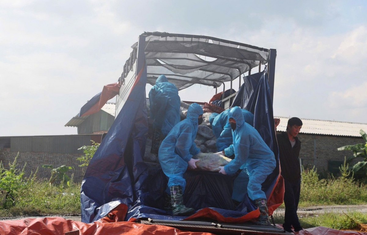 Ngăn chặn gần 38 tấn thịt lợn nhiễm dịch tả lợn châu phi chuẩn bị tuồn ra thị trường