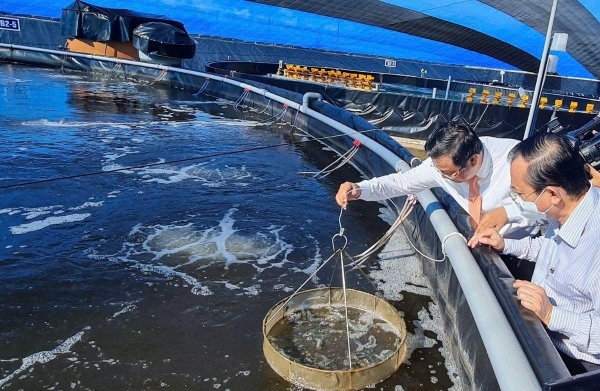 Nhân rộng mô hình nuôi tôm tuần hoàn: Hướng đi bền vững cho “thủ phủ tôm” Việt Nam Nhân rộng mô hình nuôi tôm tuần hoàn: Hướng đi bền vững cho “thủ phủ tôm” Việt Nam