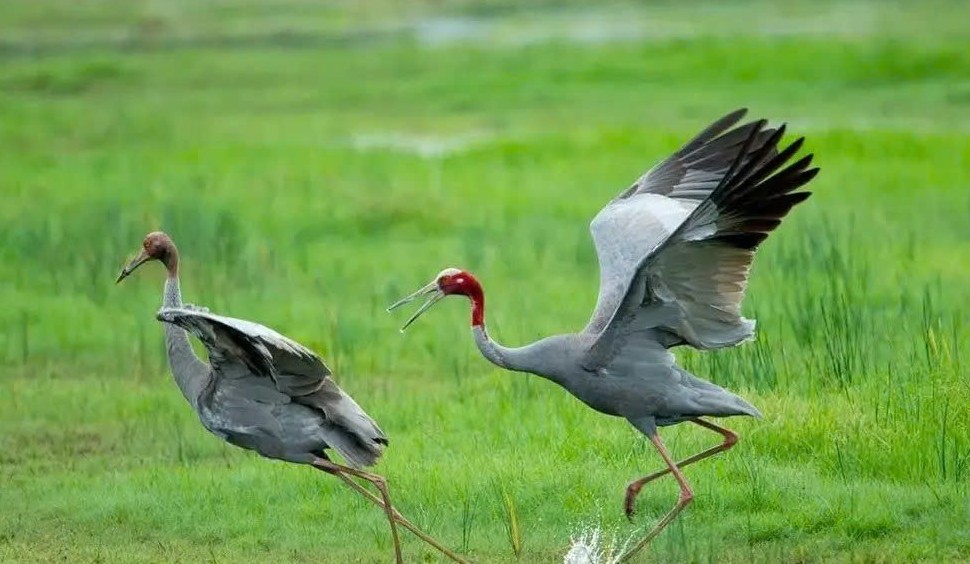 Đồng Tháp thành lập Tổ phục hồi hệ sinh thái: Quyết tâm đưa Sếu đầu đỏ trở lại Tràm Chim