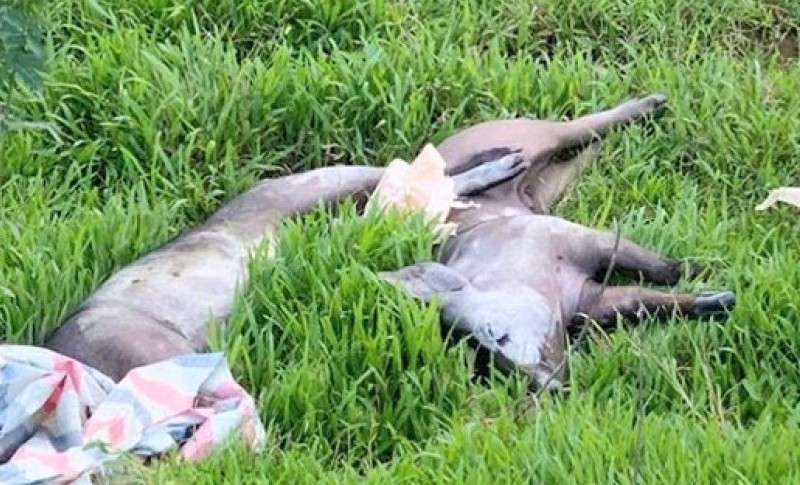 Bị xử phạt 5 triệu đồng vì vứt lợn nghi mắc dịch tả lợn Châu Phi ra môi trường