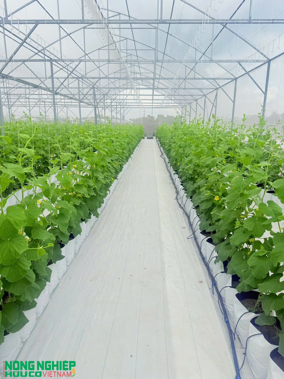 Nông sản hữu cơ ngày càng được quan tâm tại thị trường Hải Phòng