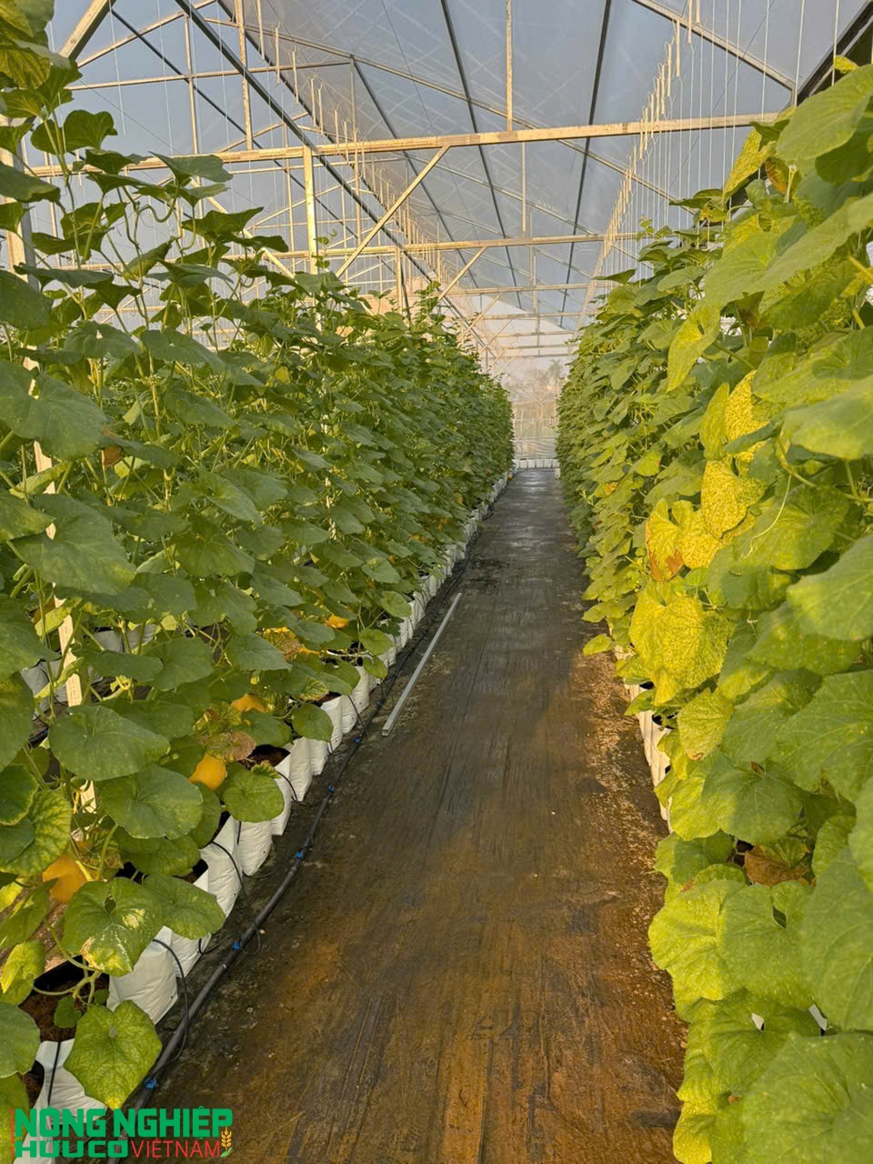 Nông sản hữu cơ ngày càng được quan tâm tại thị trường Hải Phòng