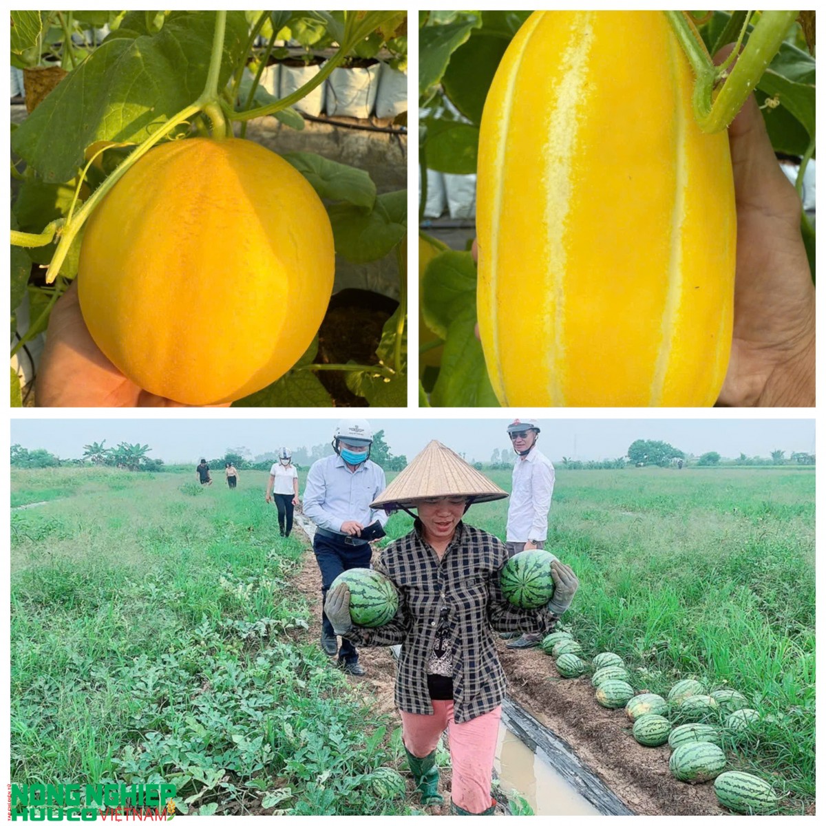 Nông sản hữu cơ ngày càng được quan tâm tại thị trường Hải Phòng