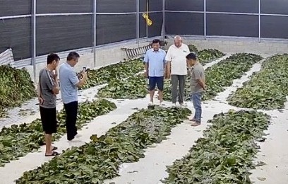 Hợp tác xã vùng biên khởi sắc từ cây dâu, con tằm