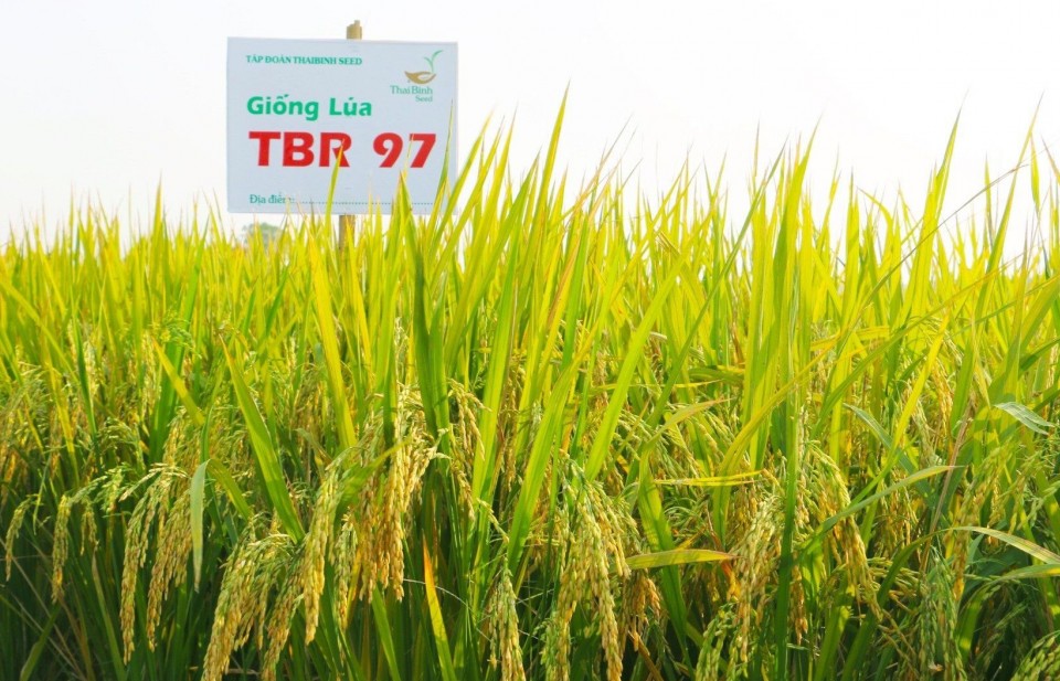 Một giống lúa mới đầy hứa hẹn