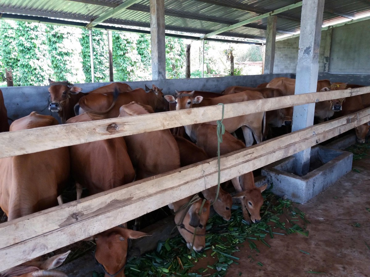 Lâm Đồng: Kinh tế nông nghiệp xã Quảng Tân phát triển theo hướng hàng hóa, hiện đại và bền vững