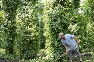 Quảng Trị: Trồng mới, tái canh 182 ha cây công nghiệp dài ngày và cây ăn quả Quảng Trị: Trồng mới, tái canh 182 ha cây công nghiệp dài ngày và cây ăn quả