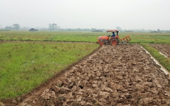 Quảng Trị: Khuyến khích trồng các giống lúa lai ở những vùng phù hợp trong vụ đông-xuân 2025-2026 Quảng Trị: Khuyến khích trồng các giống lúa lai ở những vùng phù hợp trong vụ đông-xuân 2025-2026