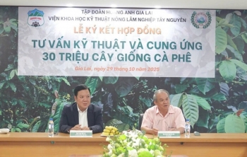 Hoàng Anh Gia Lai đầu tư 10.000 ha cà phê, hướng đến xây dựng thương hiệu xuất khẩu chất lượng cao Hoàng Anh Gia Lai đầu tư 10.000 ha cà phê, hướng đến xây dựng thương hiệu xuất khẩu chất lượng cao