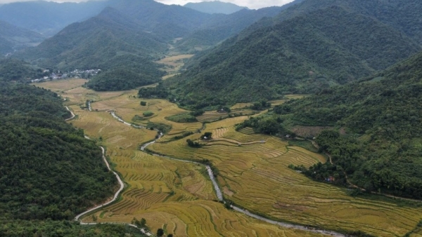 Nếp Cay Nọi - đặc sản vùng biên xứ Thanh