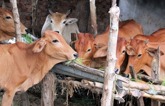 Trao “cần câu” để người dân chủ động vươn lên thoát nghèo