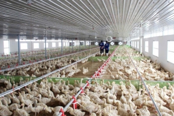 Khẩn trương triển khai đồng bộ, hiệu quả các giải pháp phòng, chống bệnh Cúm gia cầm