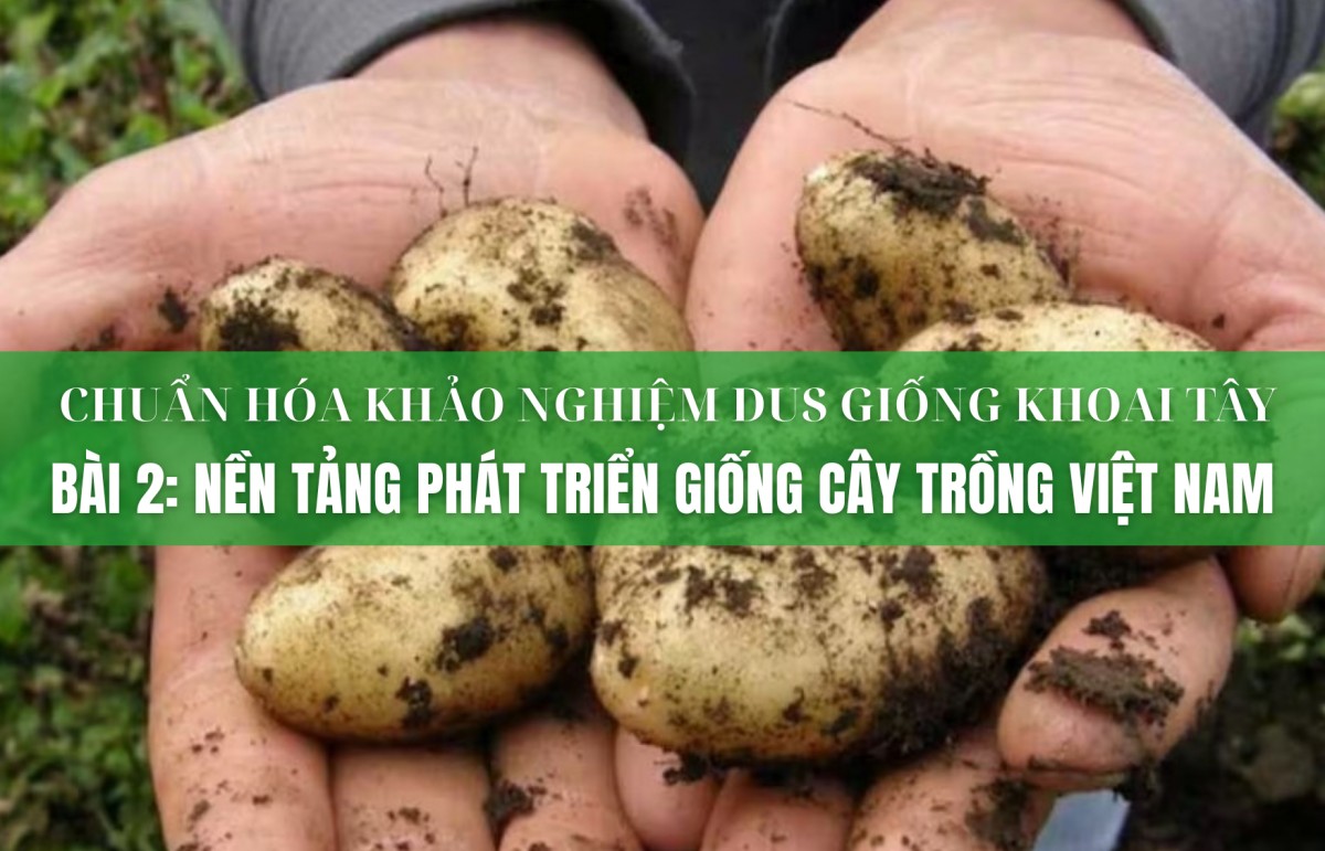 Chuẩn hóa khảo nghiệm DUS giống khoai tây - Bài 2: Nền tảng phát triển giống cây trồng Việt Nam