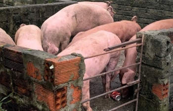 Hà Tĩnh: Tiêu hủy 145 con lợn nhiễm dịch tả lợn châu Phi