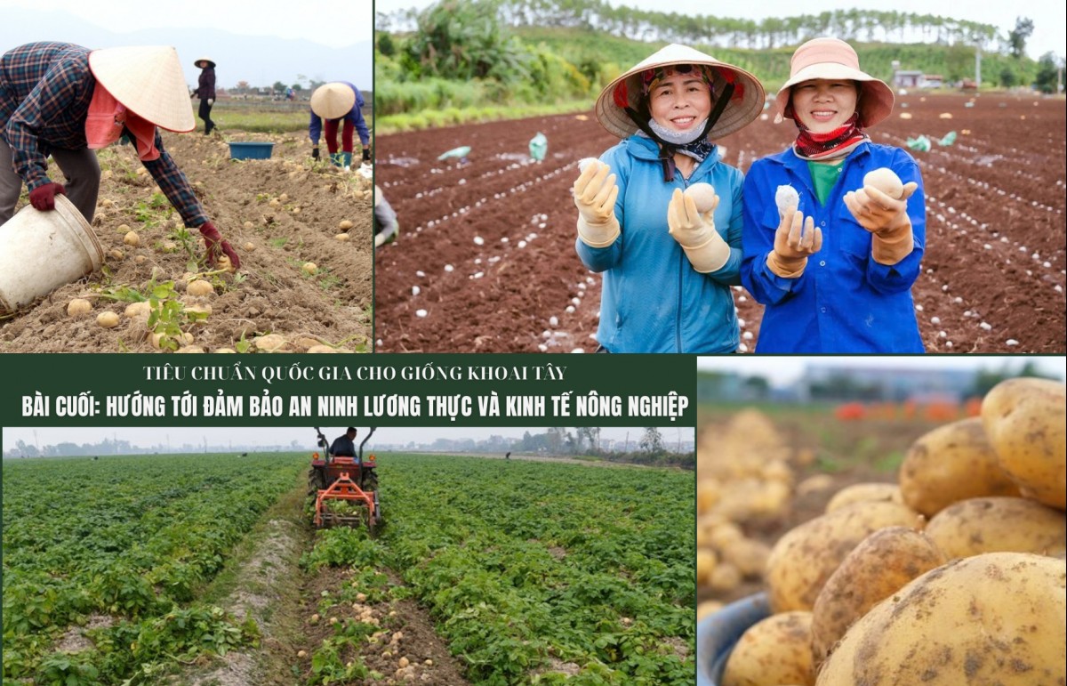 Tiêu chuẩn quốc gia cho giống khoai tây - Bài cuối: Hướng tới đảm bảo an ninh lương thực và kinh tế nông nghiệp