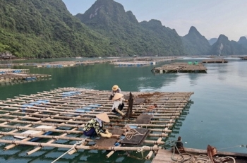 Quảng Ninh: Tích cực chuyển đổi số trong lĩnh vực thuỷ sản