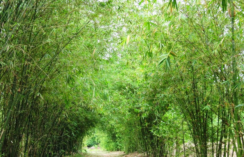 "Tấm lá chắn" xanh nơi làng quê và biên cương Tổ quốc