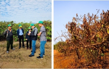 Cà phê Việt Nam trước biến đổi khí hậu: Thách thức và giải pháp thích ứng