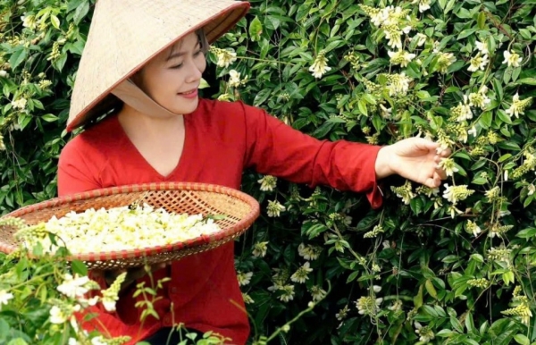 Độc đáo mô hình trải nghiệm vườn sâm "tiến vua" núi Dành