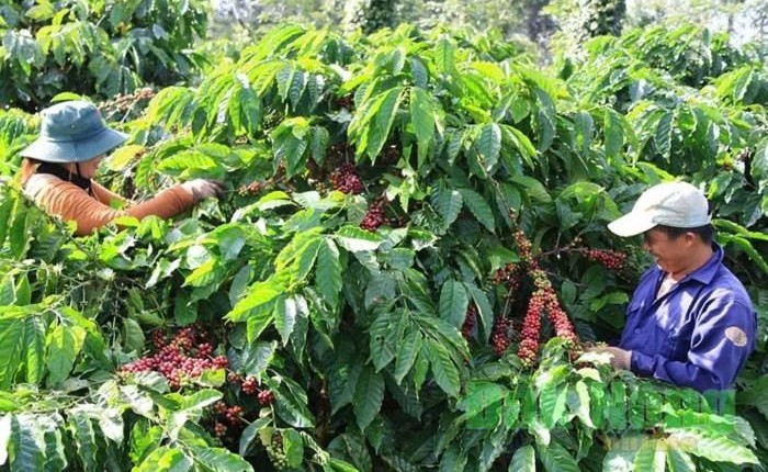 Phát huy vai trò chủ thể của nông dân trong phát triển nông nghiệp bền vững