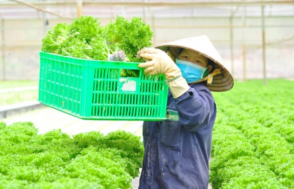 Hoàn thiện quy trình sản xuất để phát triển mô hình trồng trọt hữu cơ