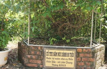 Để sâm núi Dành vươn ra thị trường lớn: Cần những giải pháp toàn diện