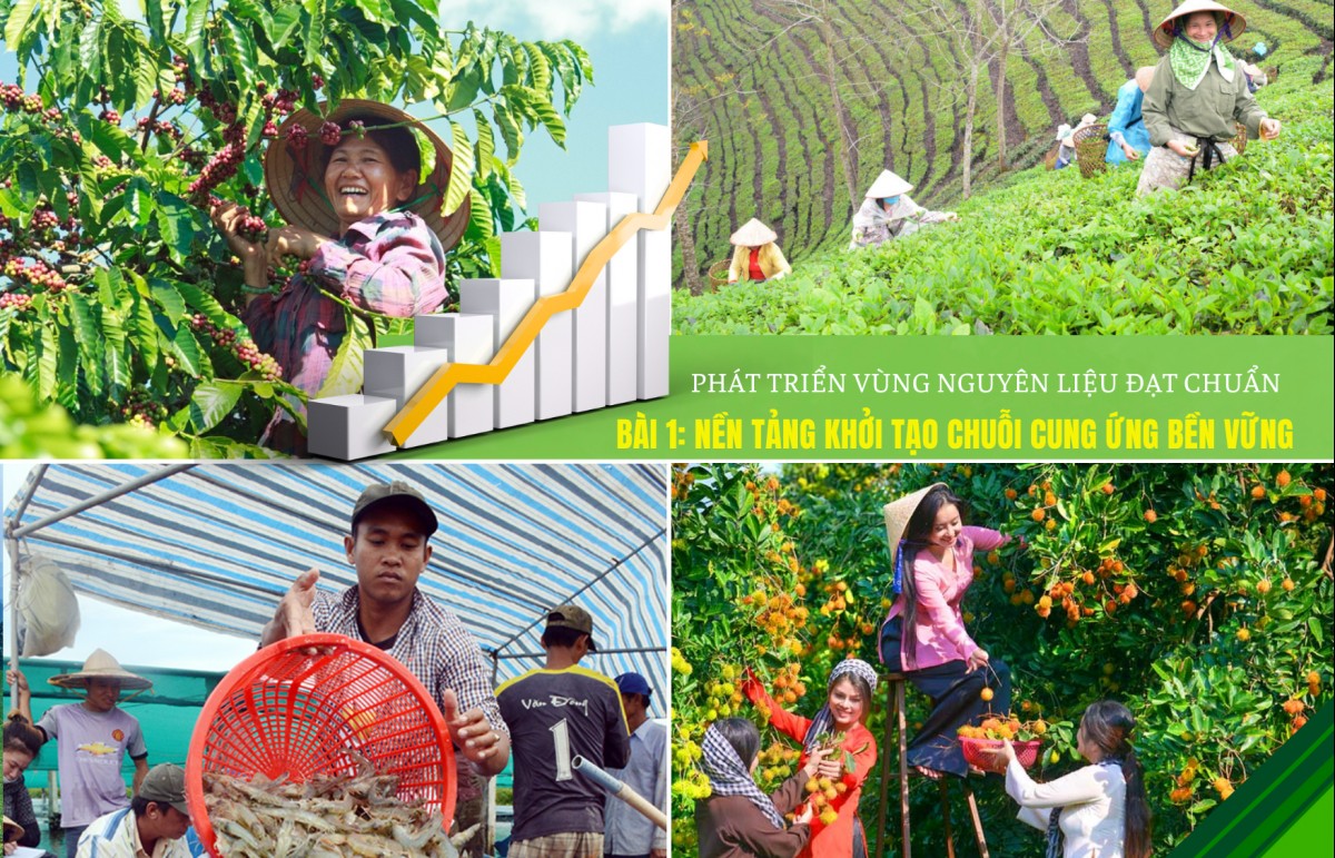 Phát triển vùng nguyên liệu đạt chuẩn - Bài 1: Nền tảng khởi tạo chuỗi cung ứng bền vững
