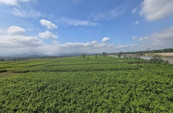 Lào Cai: Các địa phương tập trung khắc phục sản xuất nông nghiệp sau bão