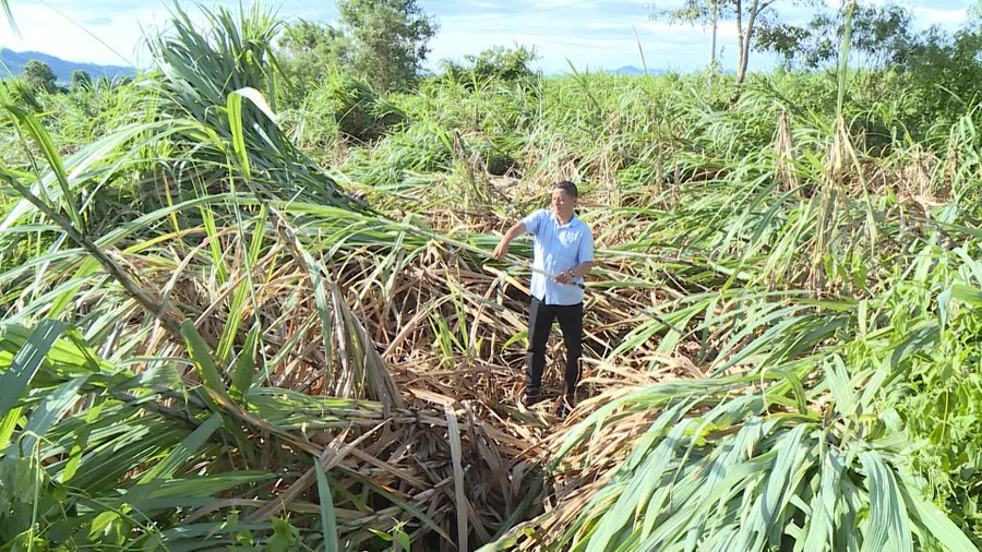 Tập trung cao độ khôi phục sản xuất nông nghiệp sau bão