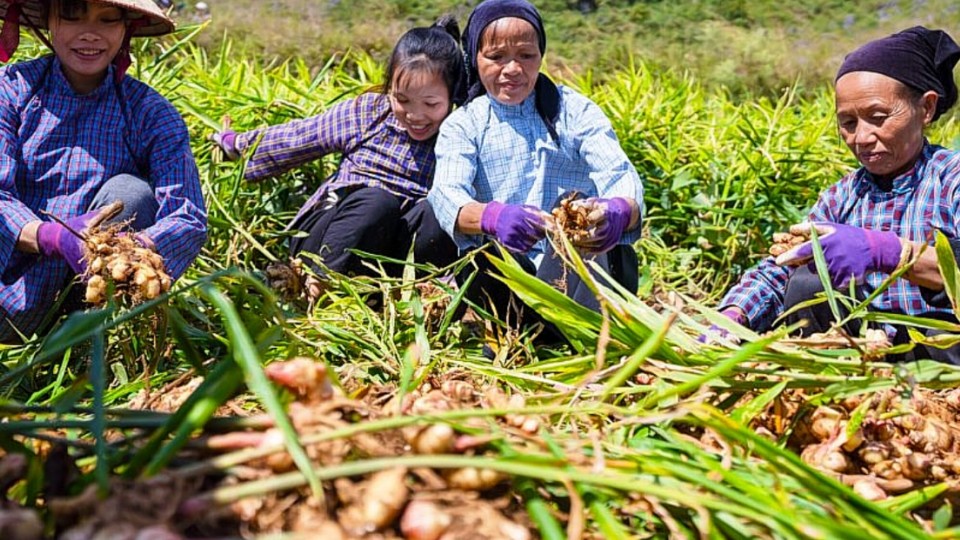 Nông nghiệp hữu cơ - hướng sản xuất nâng cao giá trị nông sản