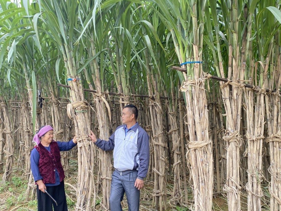 Mía Nguyên Bình - Cây trồng đặc hữu có giá trị cho nông dân phát triển sinh kế