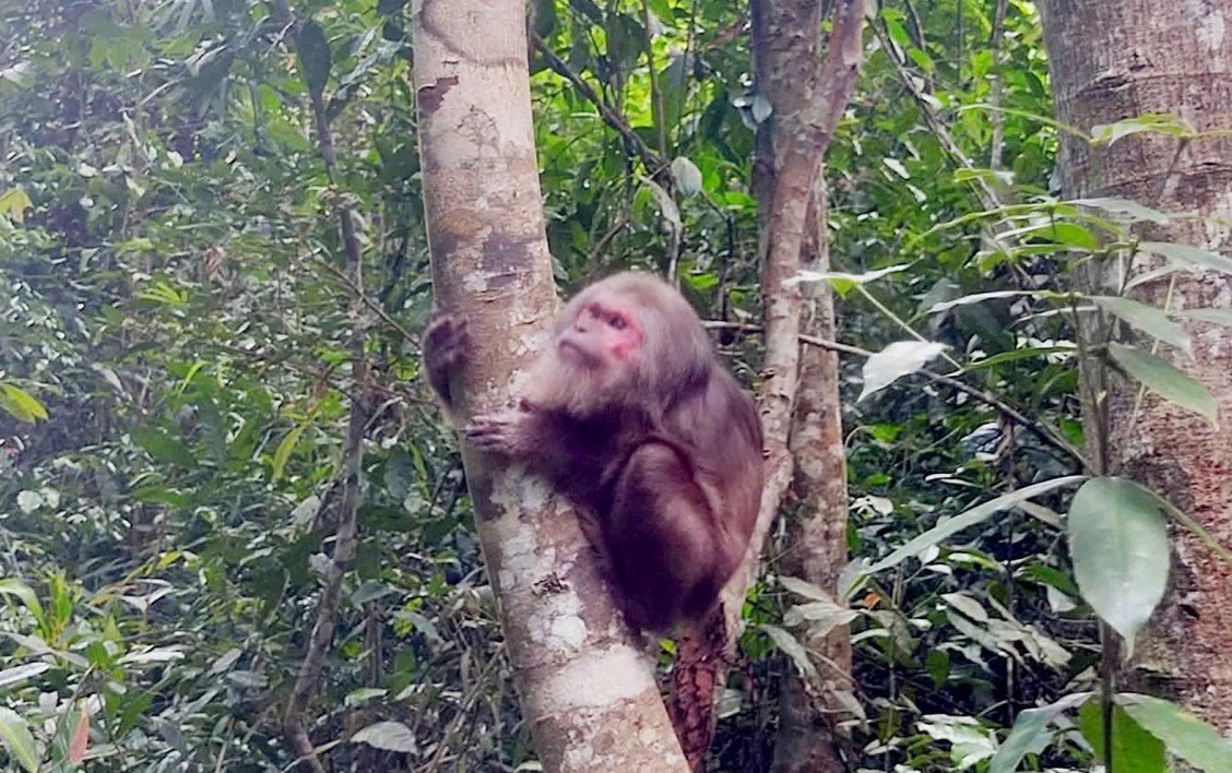 Lâm Đồng thành lập Ban Chỉ đạo bảo vệ động vật hoang dã và thủy sản