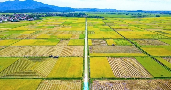 Tích tụ ruộng đất – Hướng đi mới của nông nghiệp hiện đại